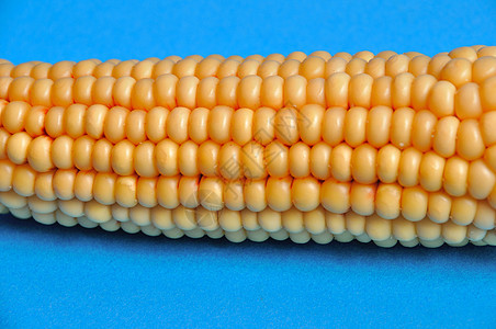 一颗成熟的玉米之耳场地粮食季节性酒精蔬菜收成生产食物乡村农场图片