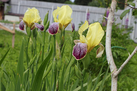 花园里有花朵绿色园艺虹膜植物紫色黄色紫丁香图片