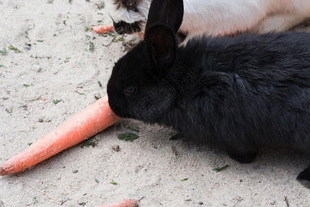 黑兔子和胡萝卜毛皮棕色宠物兽医哺乳动物宝宝护理家畜萝卜老兵图片