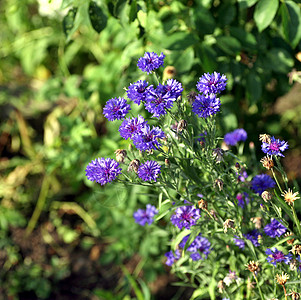 青草间蓝花朵花图片