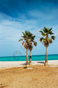 海滩上的棕榈树太阳树木旅行白色热带椰子海岸天空海洋天堂图片