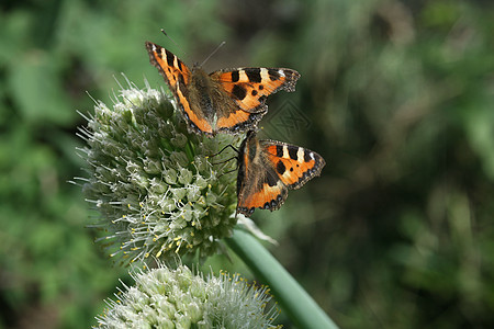两只蝴蝶在花上皮疹橙子天空生物学绿色黄色动物荨麻疹花粉植物黑色图片