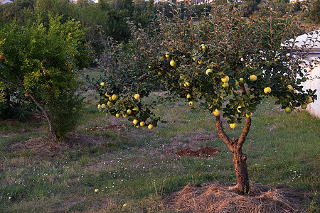 在夏日落花园的树上 新成熟的绿苹果生长茶点生活食物季节苹果树水果生物学农场叶子图片