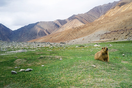 马莫特旅游旅行目的地地区动物松鼠自然景观土拨鼠图片