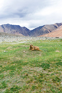 马莫特旅游动物目的地地区土拨鼠旅行自然景观松鼠图片