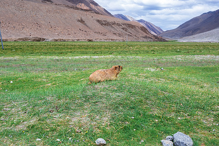 马莫特目的地旅行自然景观土拨鼠旅游动物地区松鼠图片