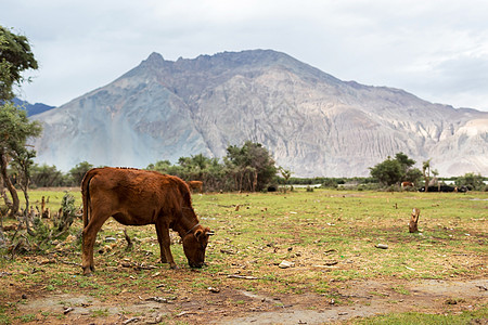 努布拉河谷具有自然景观的牛群动物景观地区空间奶牛图片