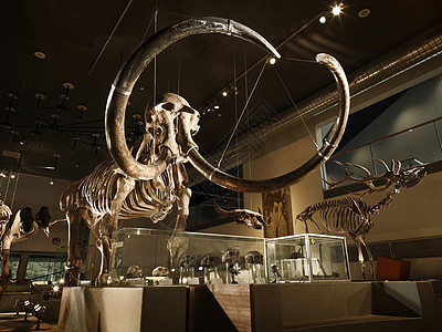 背光照在博物馆的大型长毛象骨骼图片