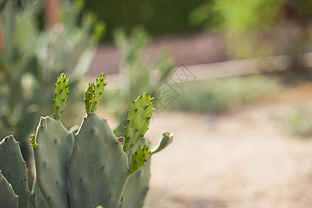 绿色 Cactus 闭合图片