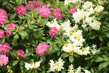 粉红和白罗多登花花坛植物学花瓣基因颜色园艺植物水平色彩花头图片