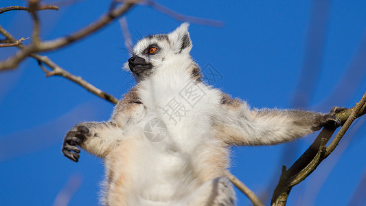 环尾狐猴Lemur catta动物条纹黑与白哺乳动物眼睛灵长类尾巴野生动物警报卡塔图片