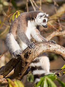 环尾狐猴Lemur catta眼睛条纹哺乳动物黑与白警报野生动物灵长类太阳濒危尾巴图片