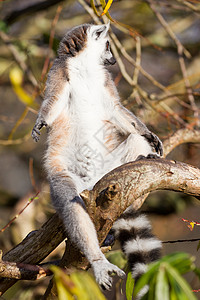 环尾狐猴Lemur catta濒危毛皮野生动物黑与白荒野太阳条纹尾巴灵长类动物图片