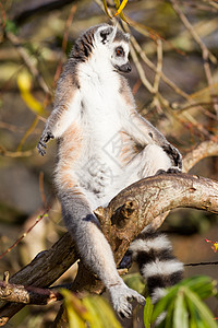 环尾狐猴Lemur catta动物太阳灵长类哺乳动物濒危眼睛尾巴警报荒野卡塔图片