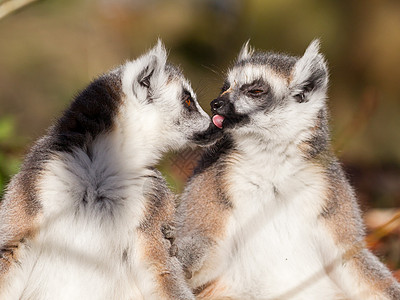 环尾狐猴(Lemur catta) 夫妇图片