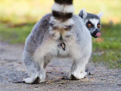 环尾狐猴(Lemur catta) 选择性焦点图片