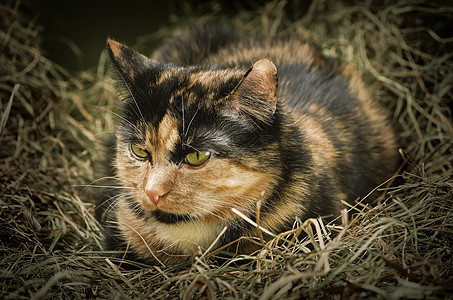 猫在海中家畜远亲胡须哺乳动物野猫宠物动物干草草垛稻草图片