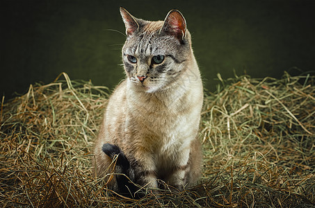 猫在海中草垛野猫远亲稻草动物群猫科动物流浪猫家畜胡须哺乳动物图片