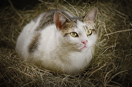 猫在海中短发动物群乡村干草动物流浪猫远亲虎斑胡须猫科图片