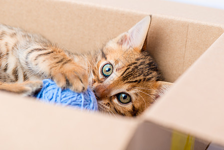 一只小猫的肖像和从盒子封闭处球图片