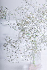 白色背景的Gypsophila白花图片