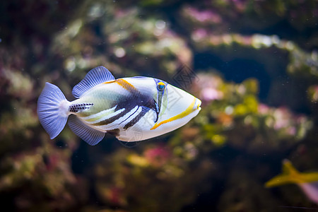 水族馆中的热带诱发鱼图片