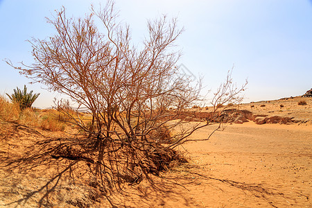 美丽的摩洛哥山地景观 前方有干灌木林蓝天阳光旅游沙丘冒险土地橙子干旱植物灌木图片
