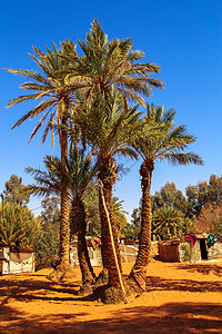 撒哈拉沙漠中的沙丘和绿洲 摩洛哥Merzouga沙漠小屋游览编织羊毛款待公寓冒险假期住宅图片
