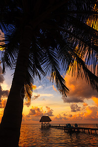 伯利兹 椰子日落棕榈热带橙子阳光旅游海洋旅行海滩异国叶子图片
