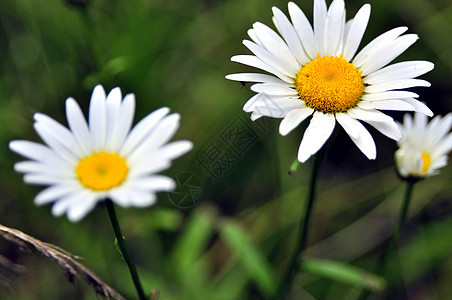 林中美丽的白花 在草丛中的青草间图片