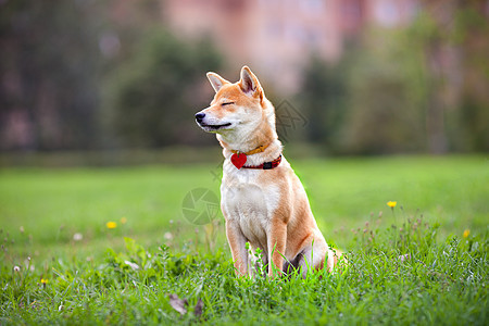 公园里坐着一个年轻的青春月宠物听力脊椎动物纯种狗犬类嘴巴哺乳动物褐色动物主题图片