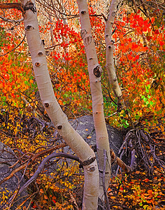 秋冠颜色饱和场景树叶树木乔木气候金子天空全景公园图片