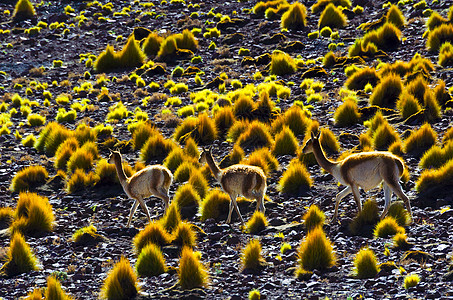 玻利维亚在沙漠中的维库尼亚哺乳动物草原国家公园山脉动物荒野野生动物骆驼毛高原图片