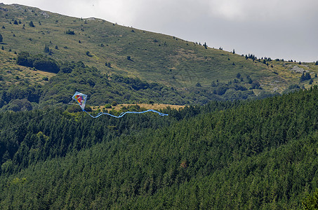 Kite高飞过格莱德和绿林的全景木头山毛榉森林风筝针叶树叶环境绿色天空空地图片