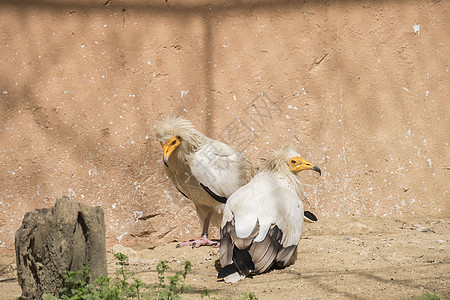 埃及秃鹫 尼弗龙猎物捕食者腐肉翅膀秃鹰动物生物野生动物羽毛清道夫图片