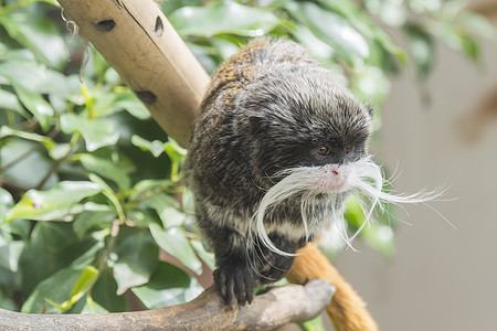 Saguinus 启动者 塔马林皇帝灵长类森林动物毛皮仙人转速表异国团体雨林热带图片