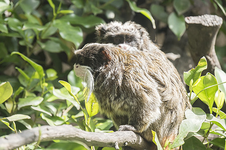 Saguinus 启动者 塔马林皇帝动物群仙人濒危丛林灵长类潮湿哺乳动物野生动物热带毛皮图片