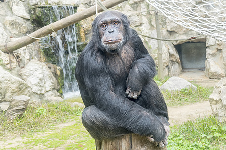 黑猩猩 泛巨人 泛锥体热带濒危荇菜侏儒荒野眼睛动物丛林哺乳动物野生动物图片
