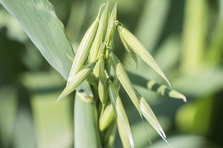 黄燕丰收 绿地场地牧场季节面包植物农业阳光小麦晴天蔬菜图片