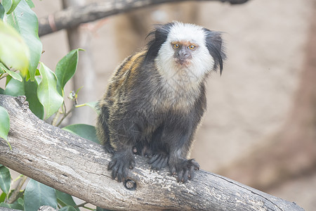 泰提德杰夫罗伊植物动物毛皮狨猴脊椎动物灵长类生物野生动物森林热带图片