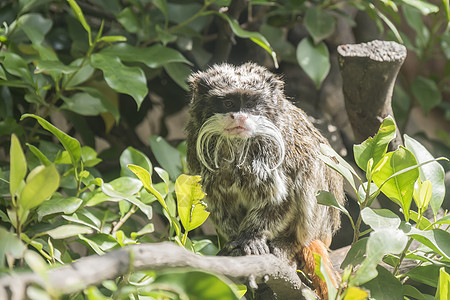 Saguinus 启动者 塔马林皇帝异国野生动物灵长类元首胡子掌属头发仙人濒危潮湿图片