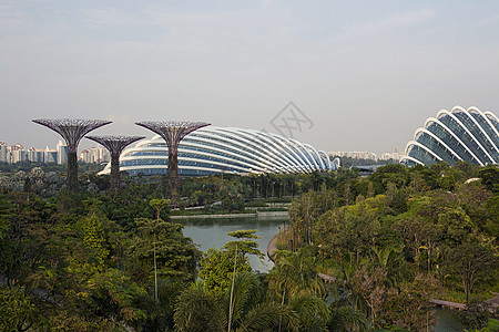 南新加坡海湾旁的花园中的超级树棕榈码头游客天空城市热带植物学建筑植物公园图片