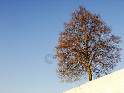 冬季时站在斜坡上的树图片