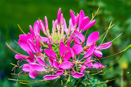 粉红花花园植物群植物学花粉热带植物粉色生长花瓣图片