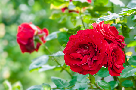 花园植物种植中的血红玫瑰 园艺花团的花朵图片