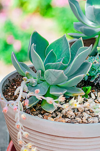 沙漠植物仙人掌装饰性紧闭图片