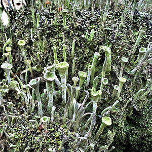 叫做精灵杯的里琴绿藻喇叭沼泽家庭青色土壤宏观植被生态液体图片