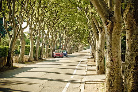 Zadar城市树线街道图片