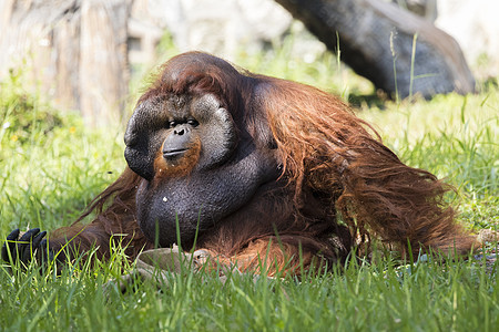 草地上一只大雄猩猩橙色猴子的图像荒野侏儒森林男性情感丹绒丛林哺乳动物动物园力量图片
