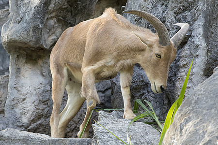山羊站在岩石上吃草的画面 笑声荒野旅行动物公园哺乳动物男性内存高山动物园盘羊图片